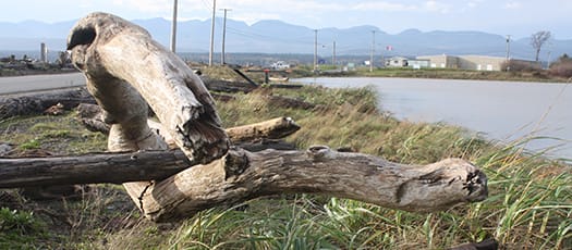 Goose Spit Park